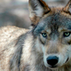 A gray wolf at the Wildlife Science Center in Forest Lake, Wisconsin.